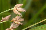 River bulrush